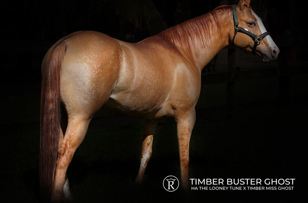 Gabriela Brugal primer lugar en Longines FEI Jumping World Cup