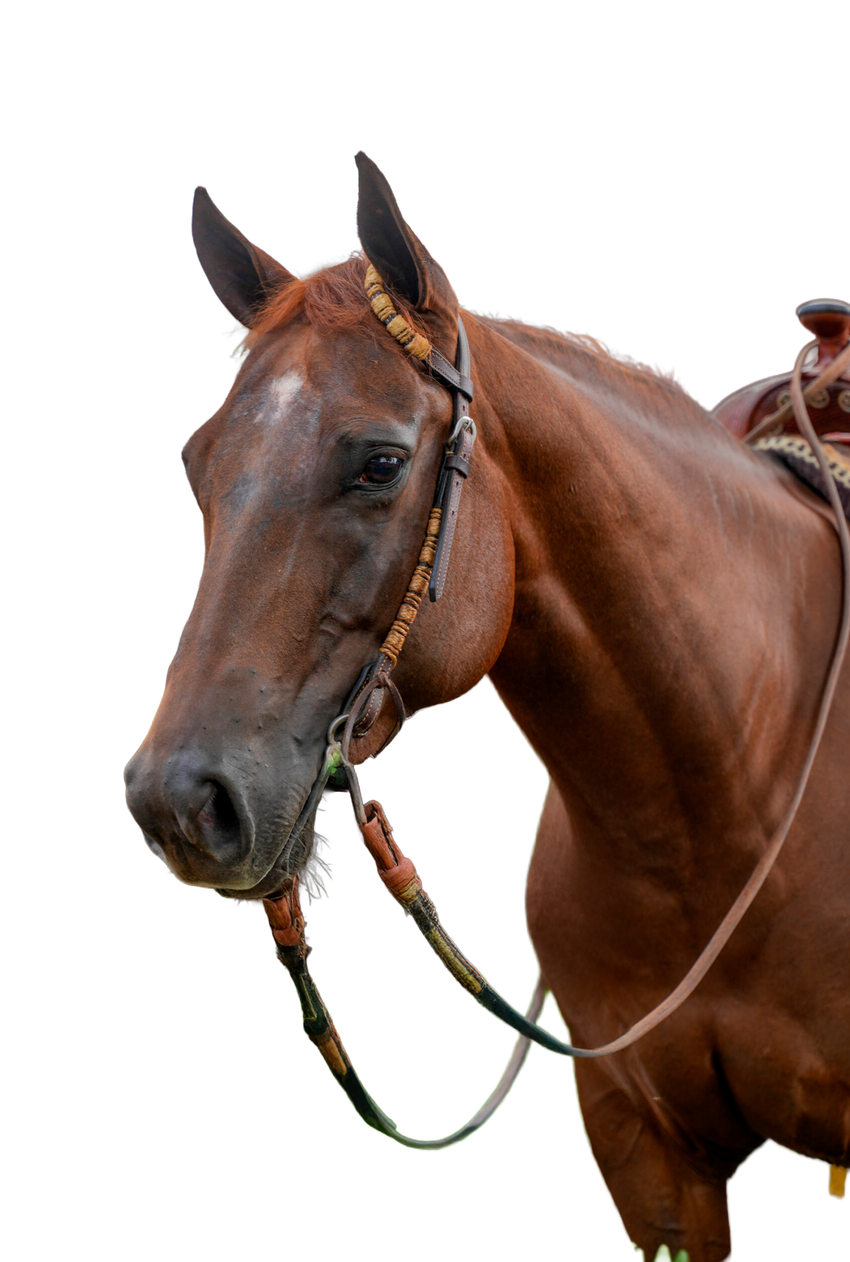 Ejemplar Rancho Don Rey